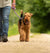 A Guide To Dog Collars