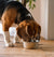 Dog Food: The Ultimate Guide to Choosing the Best Dog Food for Your Dog