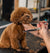 Dog Grooming – What’s Involved!