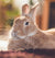 Rabbit Breeds