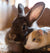 Top Tips for Rabbits and Guinea Pigs