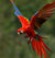Unlock the Secret to Parrot Health: What You Should be Feeding Your Feathered Friend