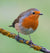 What Bird Food Is Best?