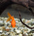 What to feed aquarium fish!