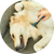 Dog Accessories