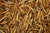 Trusty Pet Supplies Mealworms