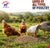 Trusty Pet Supplies Layers Pellets