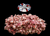 The Dogs Butcher Raw Dog Food - Boar Mince Boneless 1kg