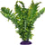 Komodo Boston Fern