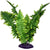 Komodo Boston Fern