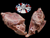 The Dogs Butcher Raw Dog Food - Chicken Carcass x 2