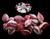 The Dogs Butcher Raw Dog Food - 500g Duck Gizzard