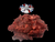 The Dogs Butcher Raw Dog Food - Wild Gutted Minced Hare 1kg