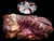 The Dogs Butcher Raw Dog Food - Horse Meat Chunks 1kg