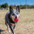 KONG Ball With Hole Dog Toy