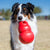 KONG Bounzer™ Dog Toy