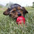 KONG Easy Treat with Liver