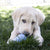 KONG Puppy Classic Dog Toy