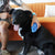 KONG ZoomGroom™ Dog Brush