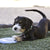 KONG Puppy Flyer Pink Dog Toys