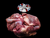 The Dogs Butcher Raw Dog Food - 1kg Meaty Ox Chunks