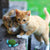 KONG Refillables Turtle Cat Toy