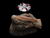 The Dogs Butcher Raw Dog Food - 1kg Ox Tripe Chunks