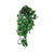 Komodo Philodendron Hanging Plant