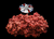 The Dogs Butcher Raw Dog Food - Pork Mince with Duck 80-10-10 1kg