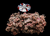 The Dogs Butcher Raw Dog Food - Puppy Chicken with Tripe 10% Bone 1kg