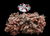 The Dogs Butcher Raw Dog Food - Puppy Duck and Tripe 10% Bone 1kg