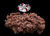 The Dogs Butcher Raw Dog Food - Puppy Ox Tripe with Chicken 80-10-10 1kg