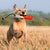 KONG Wild Shieldz Training Dummy Orange/White Medium/Large