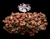 The Dogs Butcher Raw Dog Food - Surf and Turf 80-10-10 1kg
