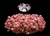 The Dogs Butcher Raw Dog Food - Veal Mince Boneless 1kg