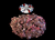 The Dogs Butcher Raw Dog Food - Venison Mince Boneless 1kg