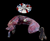 The Dogs Butcher Raw Dog Food - Whole Skinned Rabbit