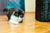 KONG Laser Pointer Cat Toy