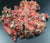 The Dogs Butcher Raw Dog Food - Wild Gutted Rabbit Minced In Fur 1kg