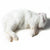 Kiezebrink Raw Food - Regular Rabbit