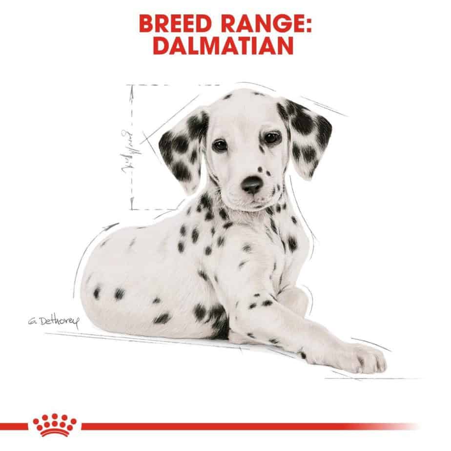 Royal Canin Dalmatian Puppy Dry Dog Food 12kg Trusty Pet Supplies