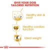 Royal Canin Golden Retriever Adult Dry Dog Food