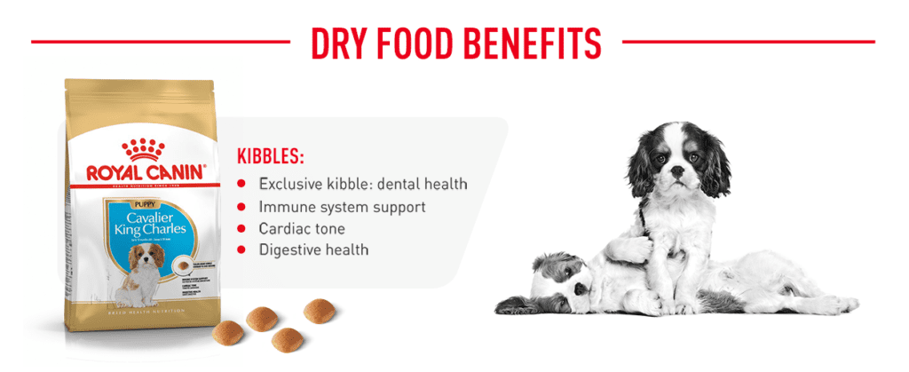 Royal Canin - Dry Dog Food - Dog Food - Dog - Trusty Pet Supplies