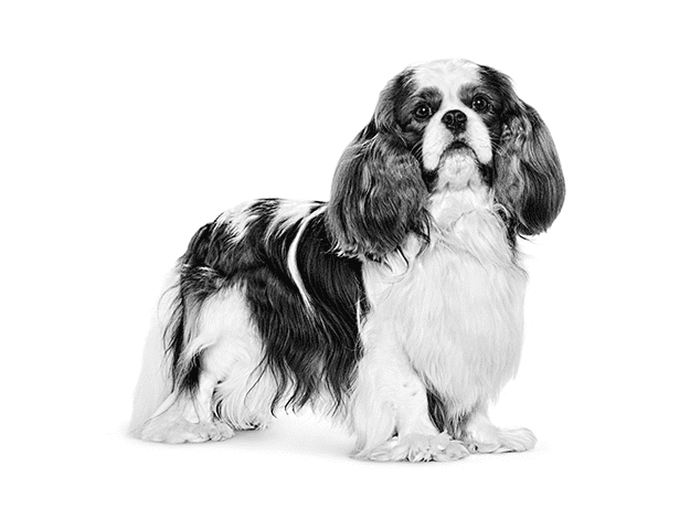 Royal canin cavalier sale