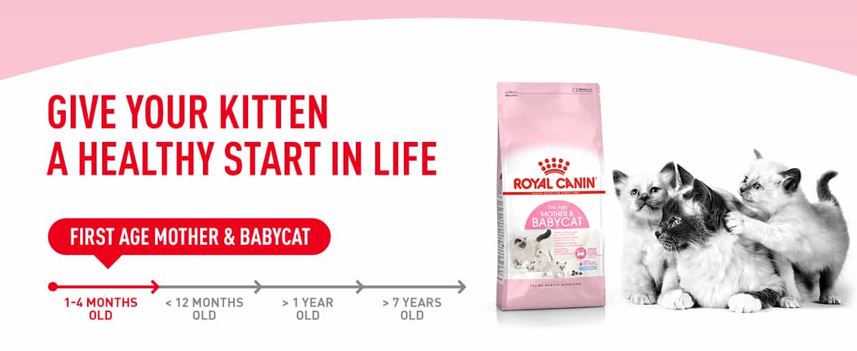Royal canin feline health nutrition mother & babycat dry cat food sale
