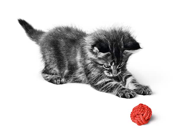 Royal canin mother on sale and baby cat reviews