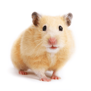 Gerbal-&-Hamster