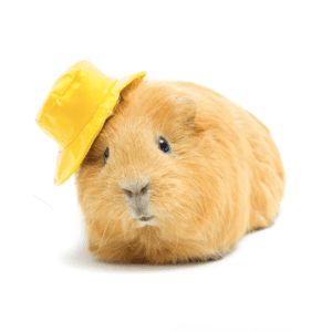 Guinea-Pigs