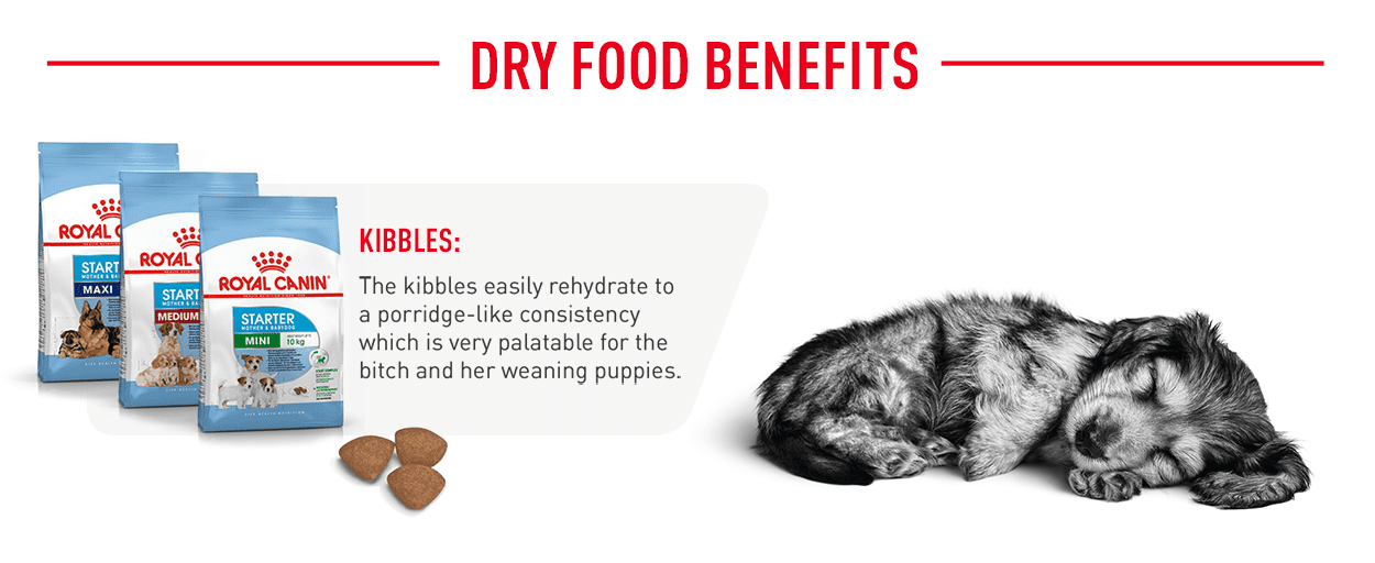 ROYAL CANIN Starter Mousse Mother Babydog Puppy Dog Wet food