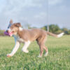 KONG Puppy Teething Stick - Image 6